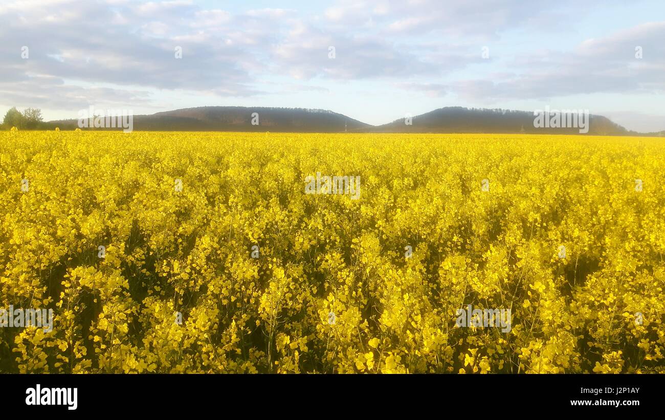 Campo di colza in piena fioritura vicino a Hessisch Oldendorf, in Germania, nel Weserbergland. Foto Stock
