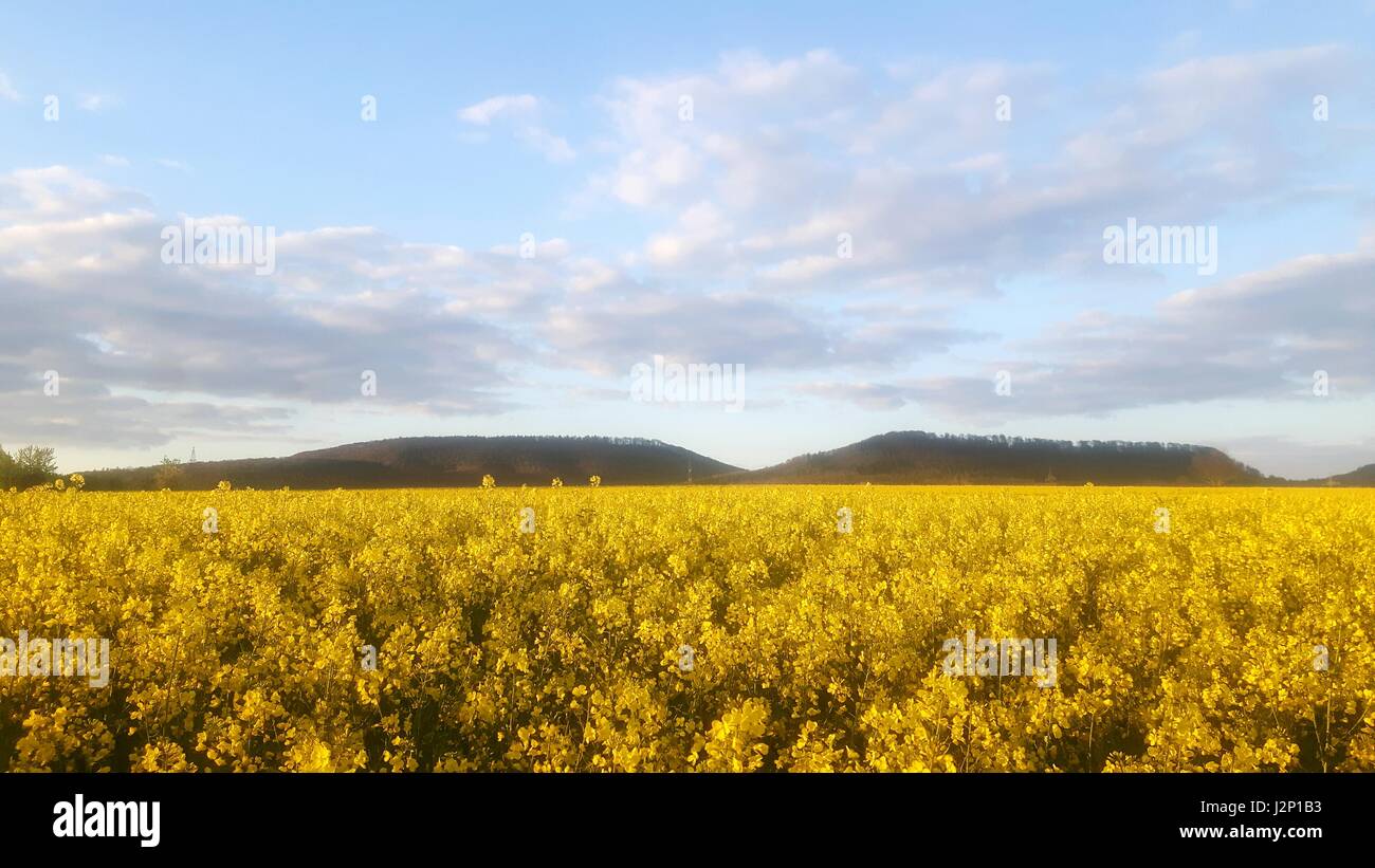 Campo di colza in piena fioritura vicino a Hessisch Oldendorf, in Germania, nel Weserbergland. Foto Stock