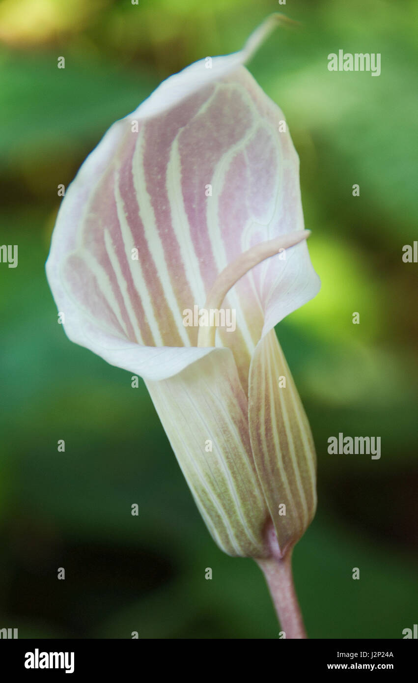 Arisaema candidissimum o striato cobra lily appartiene alla famiglia Arum ed è di colore rosa o bianco verdastro o crema, con strisce di colore verde sul Foto Stock
