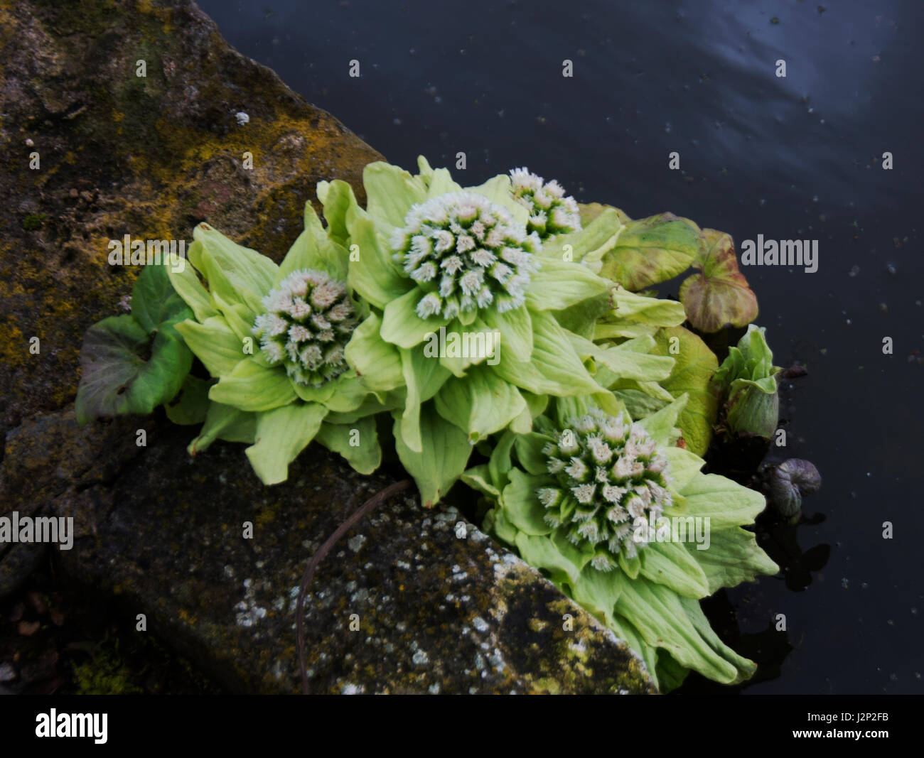 Petasites japonicus è noto come bog rabarbaro e butterbur Foto Stock