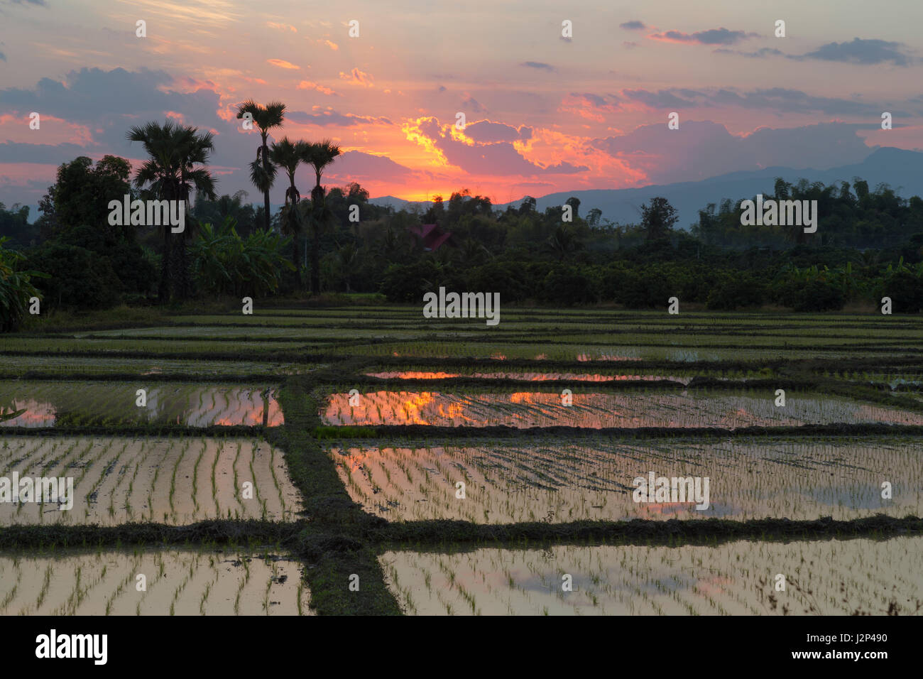 Wet campi di riso nel nord della Thailandia durante il tramonto Foto Stock