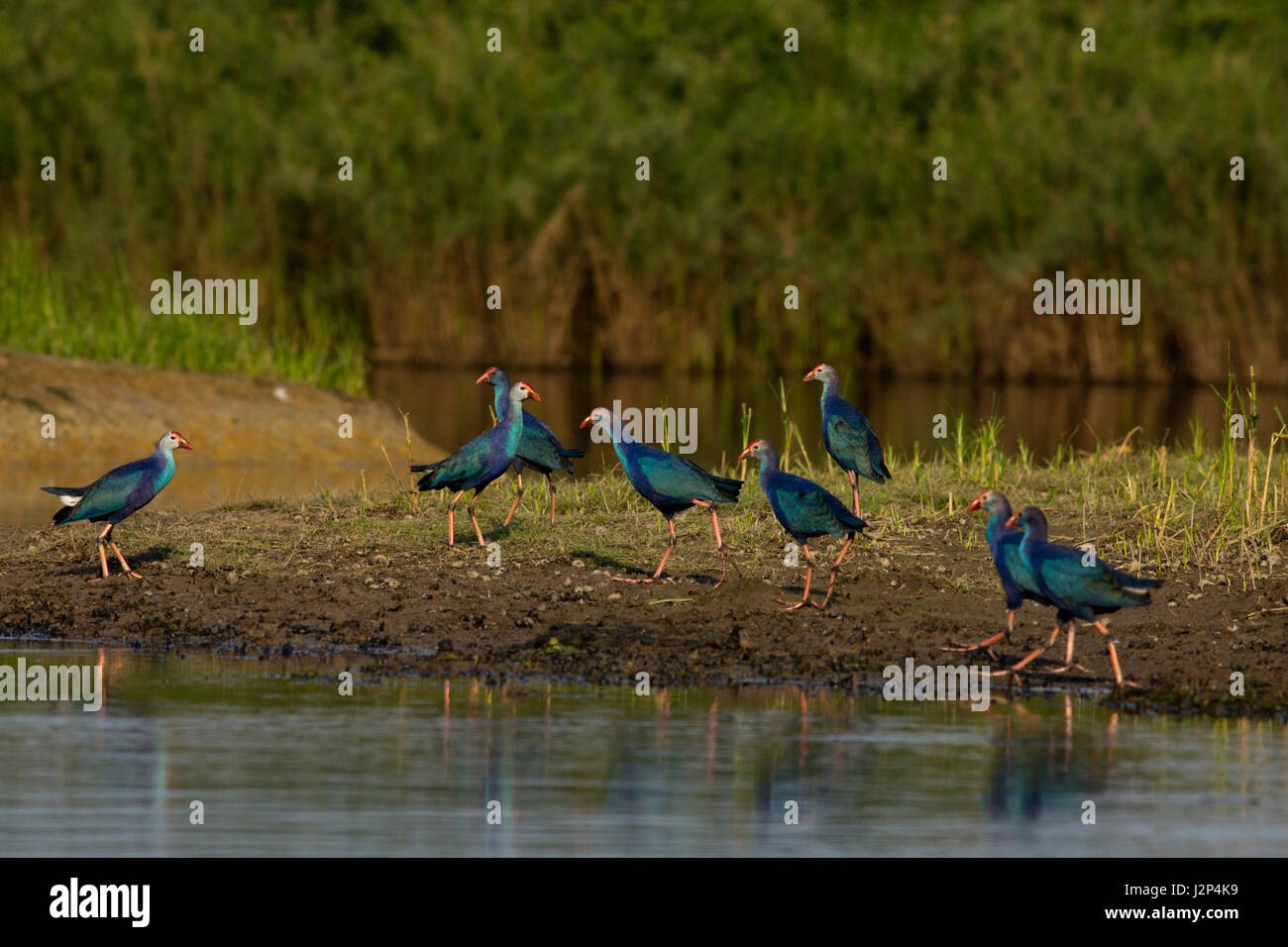 Viola moorhen, localmente denominata Kaim al Tanguar Haor anche chiamato Tangua Haor. Si tratta di un unico ecosistema delle paludi. Sunamganj, Bangladesh. Foto Stock