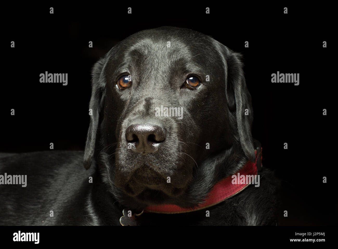 Ritratto di un Labrador cane Close-up su sfondo nero Foto Stock