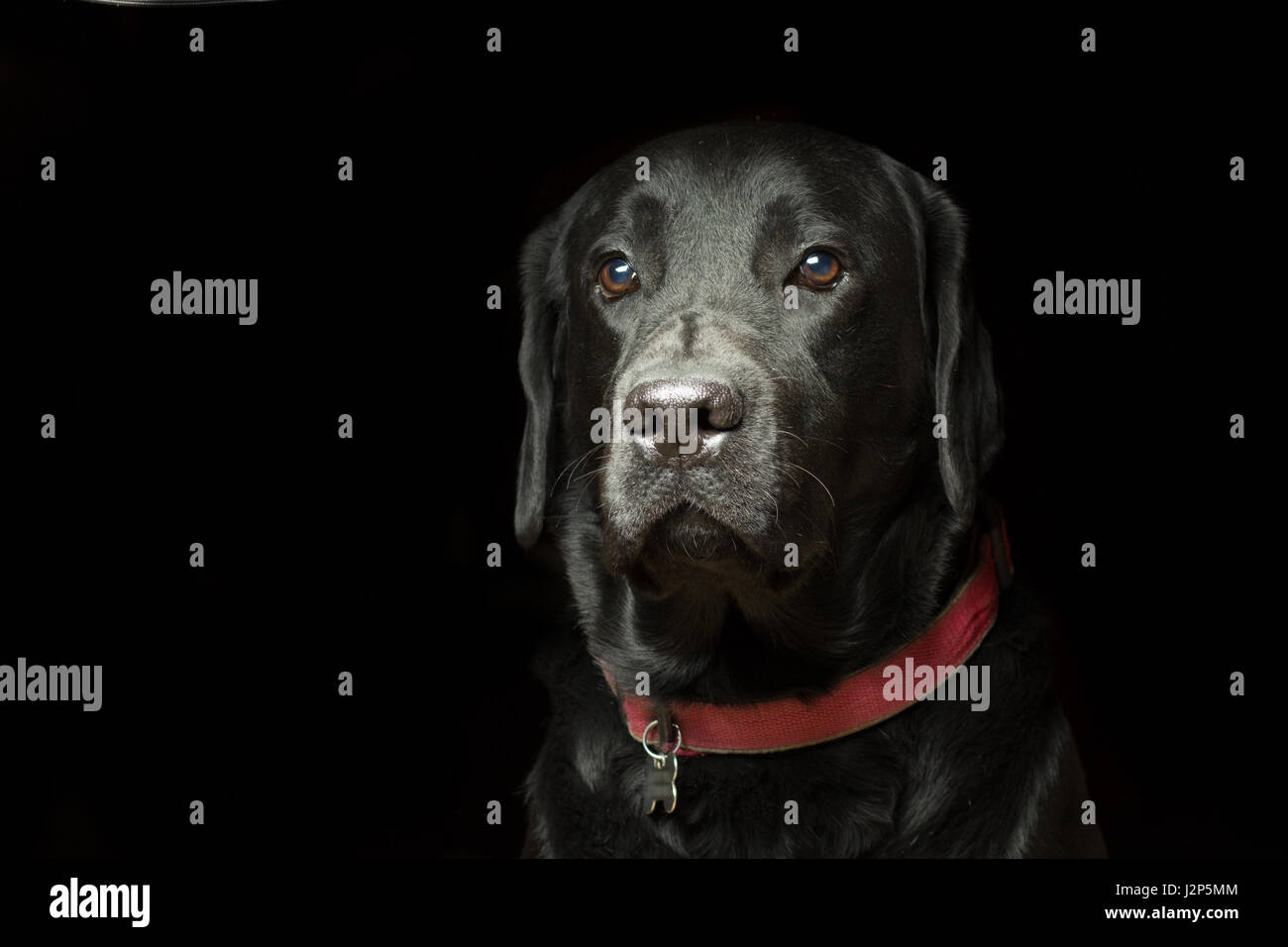 Ritratto di un Labrador cane Close-up su sfondo nero Foto Stock