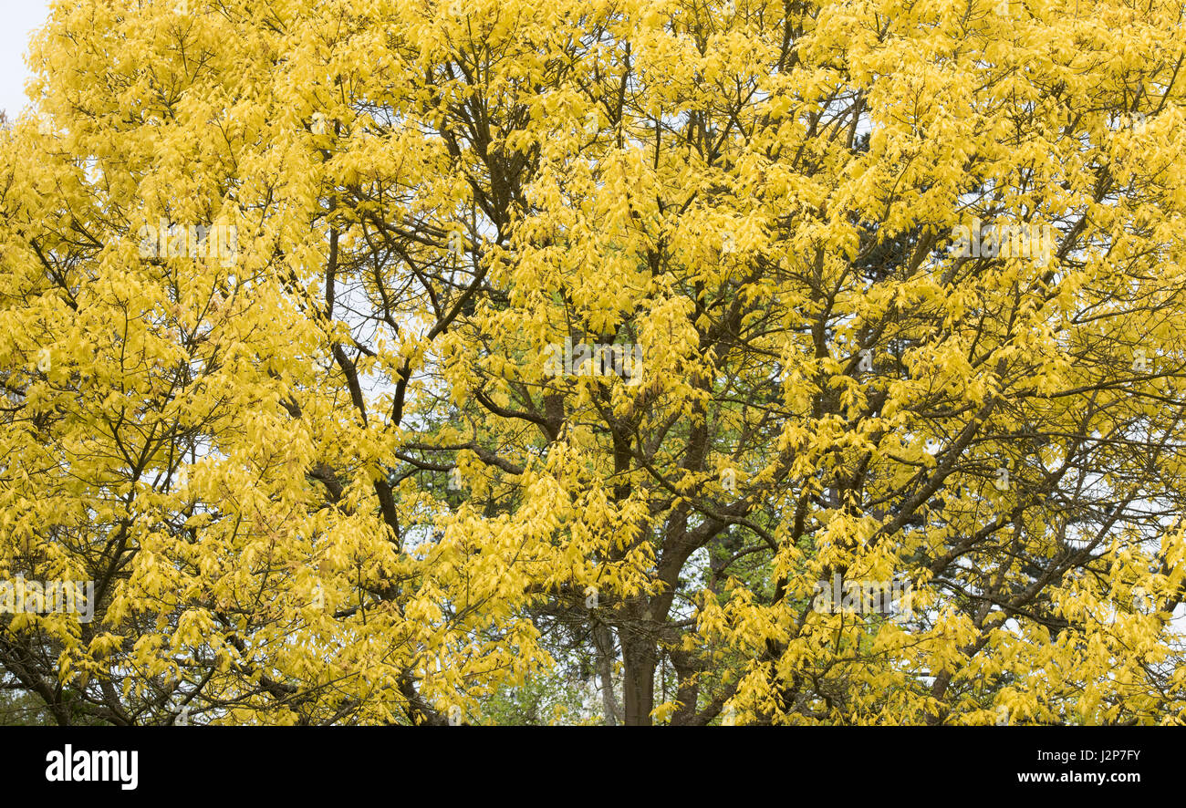 Quercus Rubra Aurea. Oro Rosso settentrionale quercia baldacchino in aprile Foto Stock