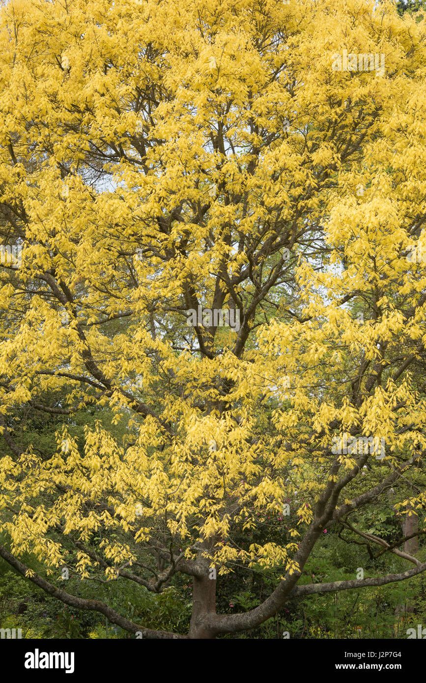 Quercus Rubra Aurea. Oro Rosso settentrionale quercia baldacchino in aprile Foto Stock