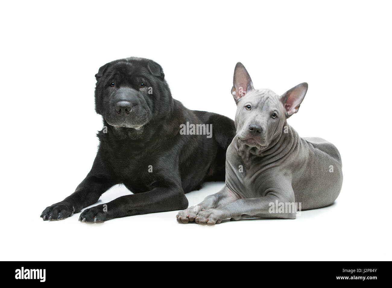 Bella e antica razza nera Shar Pei cane e carino blue thai ridgeback cucciolo sdraiato. Isolato su sfondo bianco. Copia dello spazio. Foto Stock