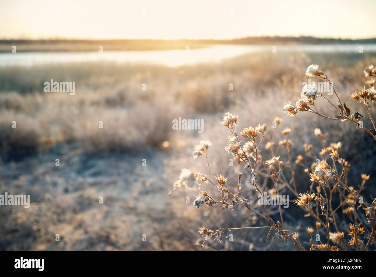 Fiori Secchi nel deserto al tramonto sullo sfondo Foto Stock