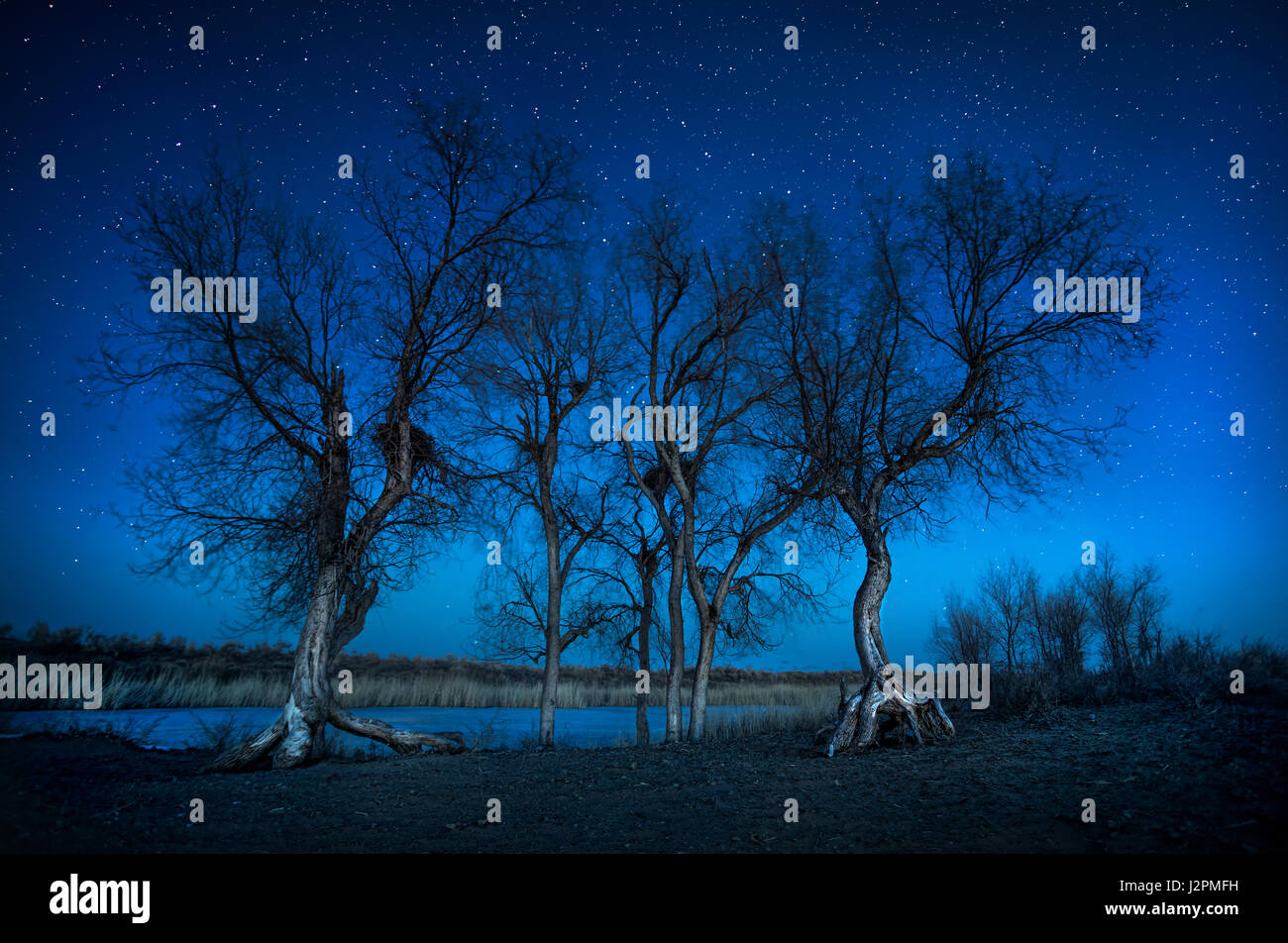 Silhouette di Turanga alberi sotto il cielo stellato nel deserto Foto Stock
