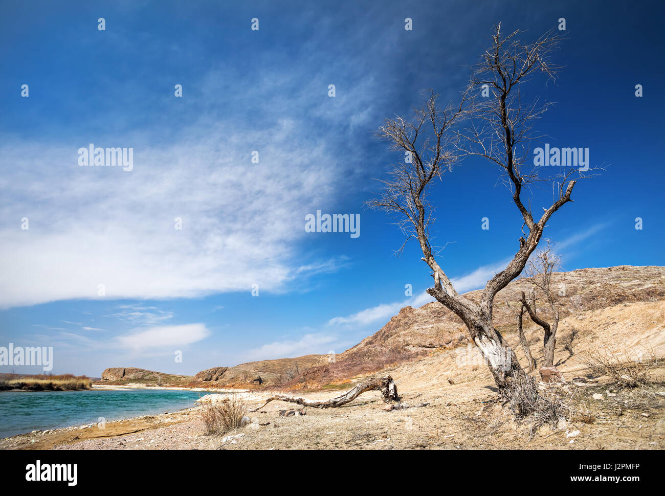 Wild scenic con alberi vicino al fiume Ili nel sud del Kazakistan Foto Stock