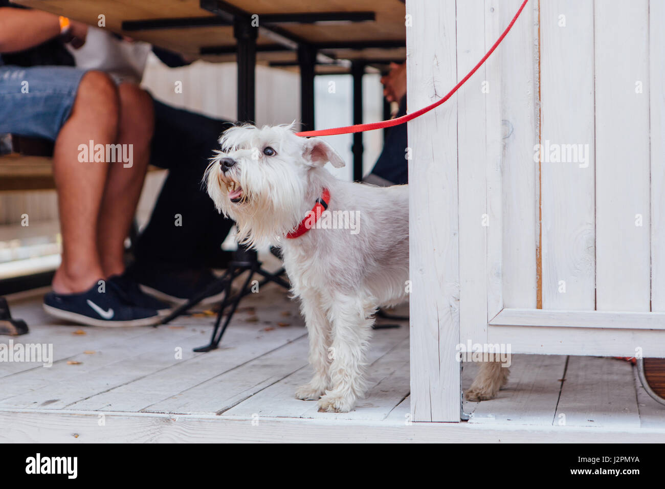 Carino White Terrier scozzese sotto il tavolo Foto Stock