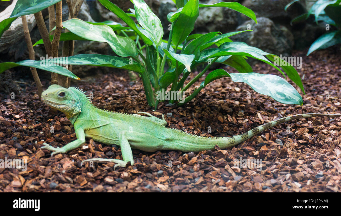 Acqua verde Dragon. Acqua cinese Dragon. Physignathus cocincinus. Foto Stock