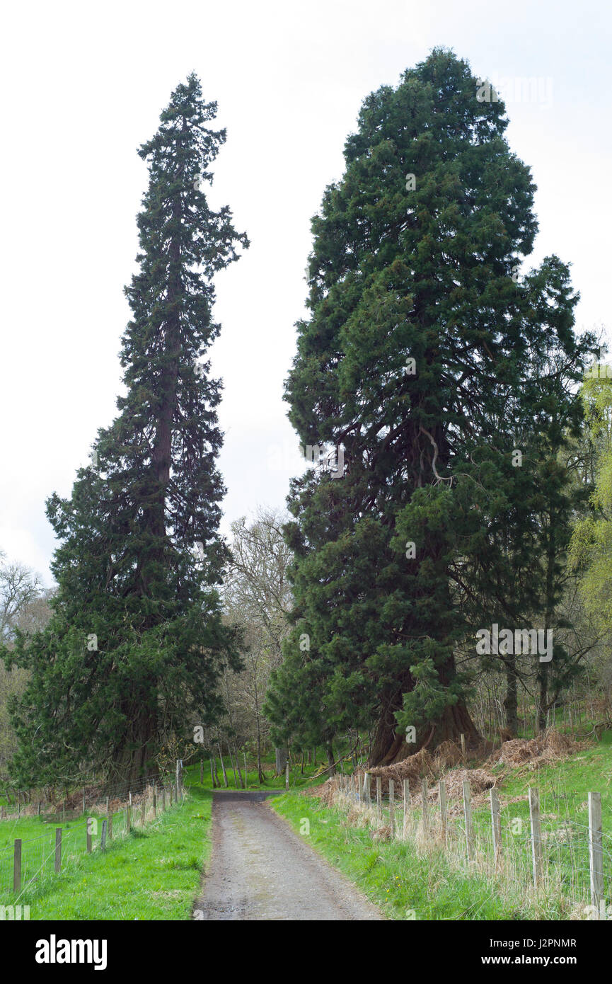 Alberi di Sequoia, Sequoiadendron giganteum a Woodland Trust boschi Balmacaan Drumnadrochit Inverness Scozia Scotland Foto Stock