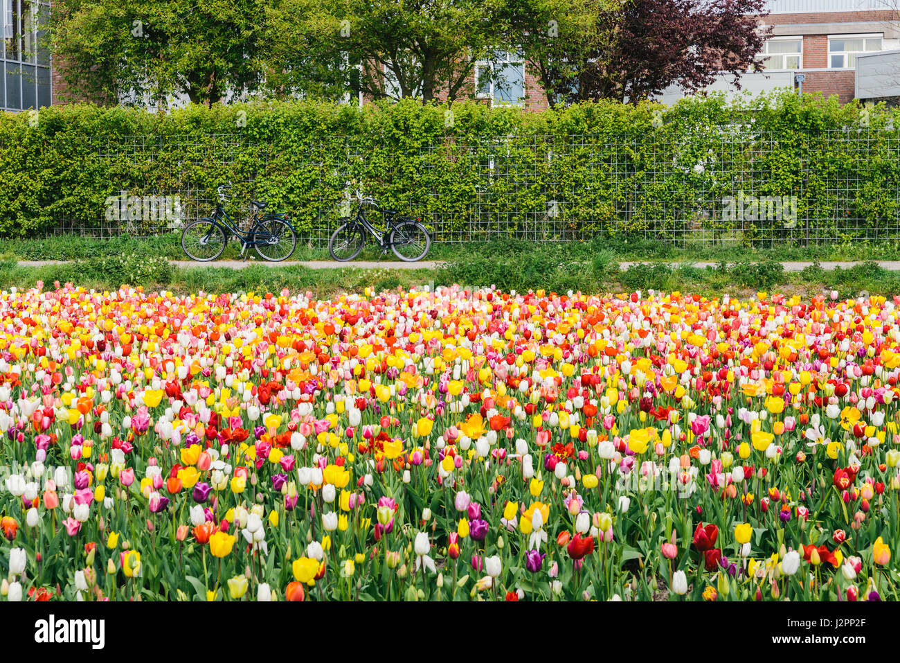 Colorati tulipani Olandesi vicino a Lisse nei Paesi Bassi Foto Stock