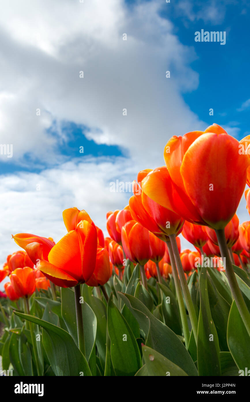 Bel colore arancione tulipani contro un cielo blu nei Paesi Bassi Foto Stock