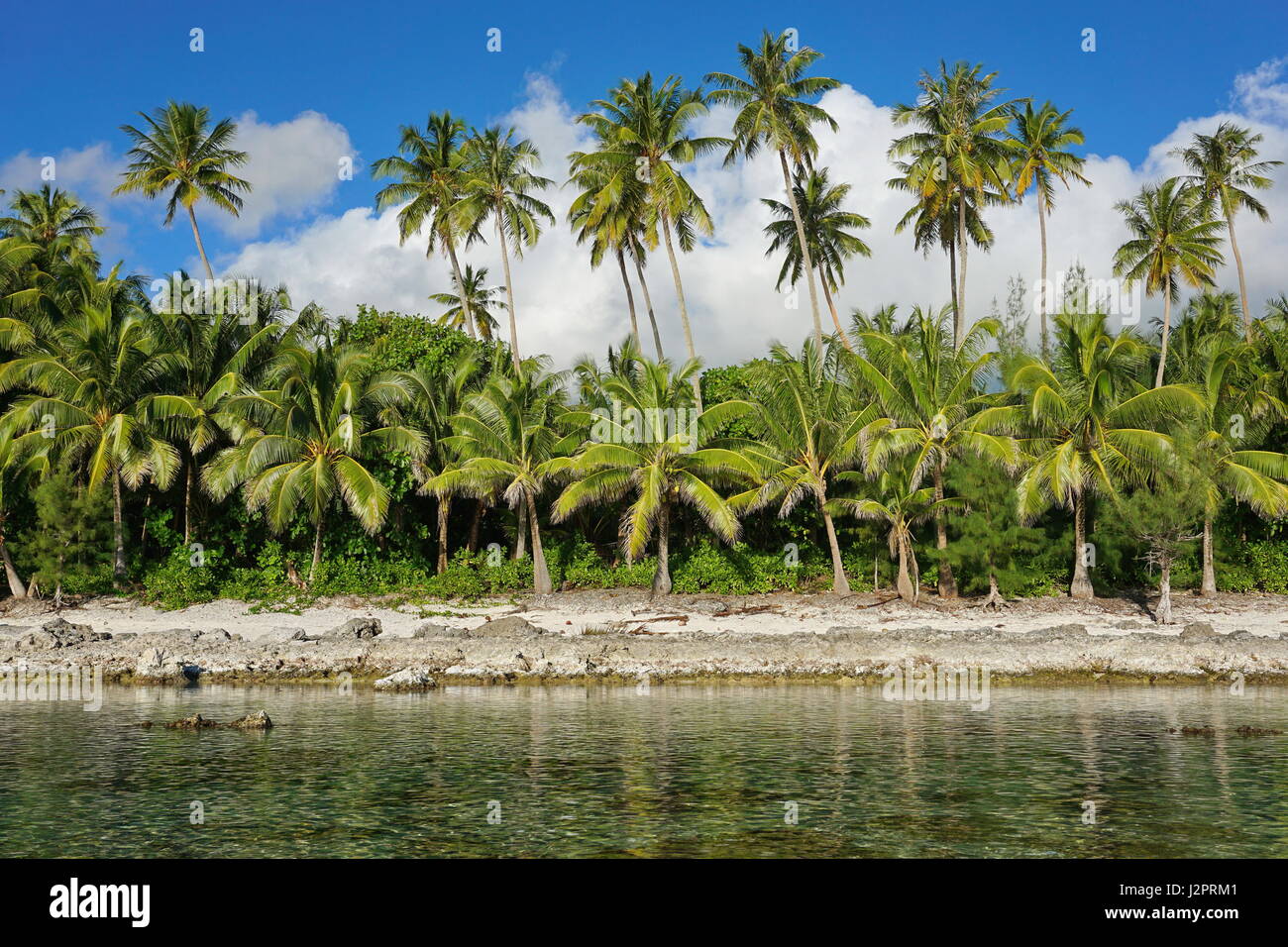 Palme di cocco sul litorale, Huahine isola, Polinesia francese, Sud Pacifico Foto Stock