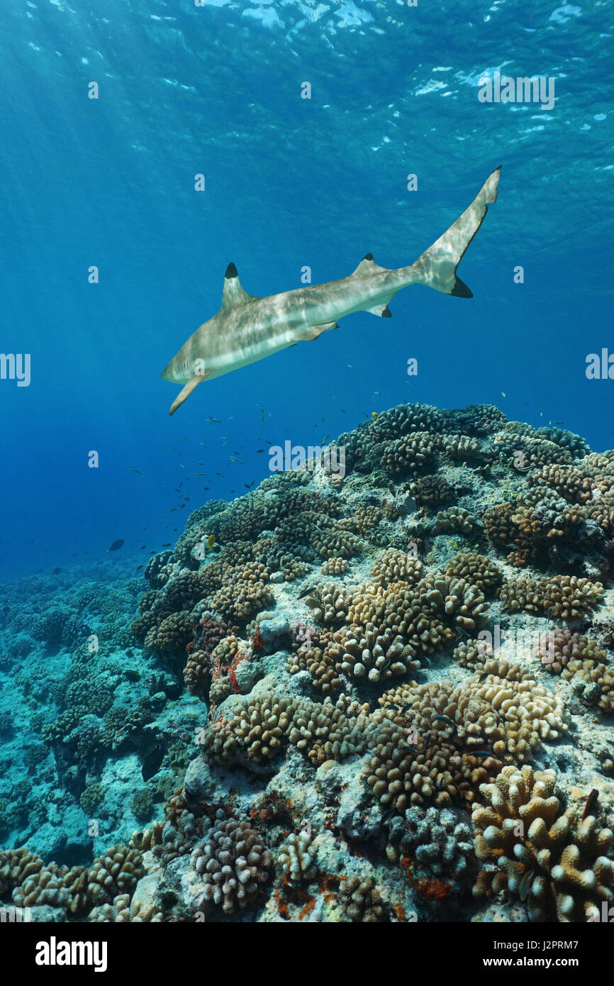 Coralli con un blacktip reef shark underwater sulla barriera corallina esterna di Huahine isola, oceano pacifico, Polinesia Francese Foto Stock