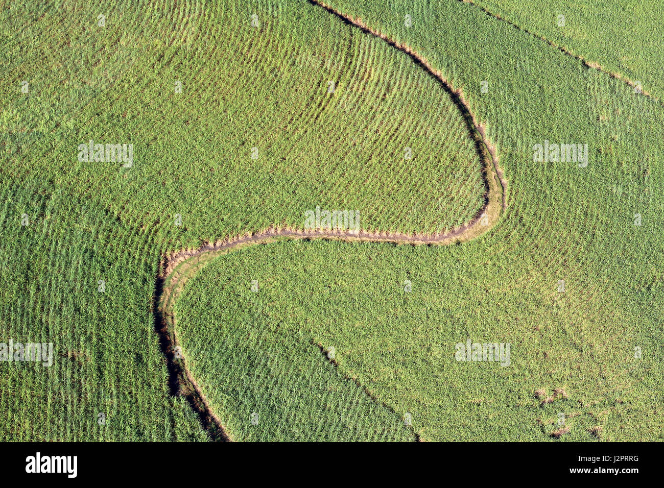 La prospettiva aerea del pattern in una canna da zucchero campo. Foto Stock