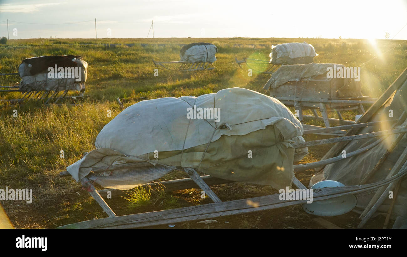 Nenets slitte vicino alla tenda sulla Penisola di Yamal in estate sul tramonto Foto Stock