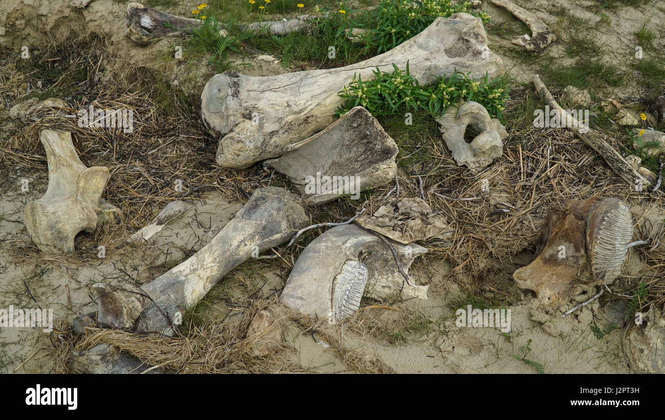 I resti di un mammut, trovato dagli allevatori di renne sulla Penisola di Yamal dopo il crollo del terreno in estate. Foto Stock