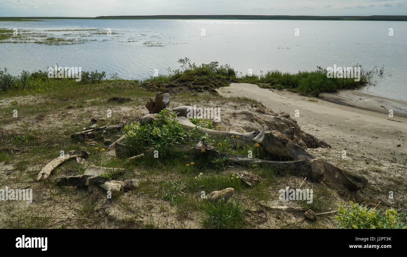 I resti di un mammut, trovato dagli allevatori di renne sulla Penisola di Yamal dopo il crollo del terreno in estate. Foto Stock