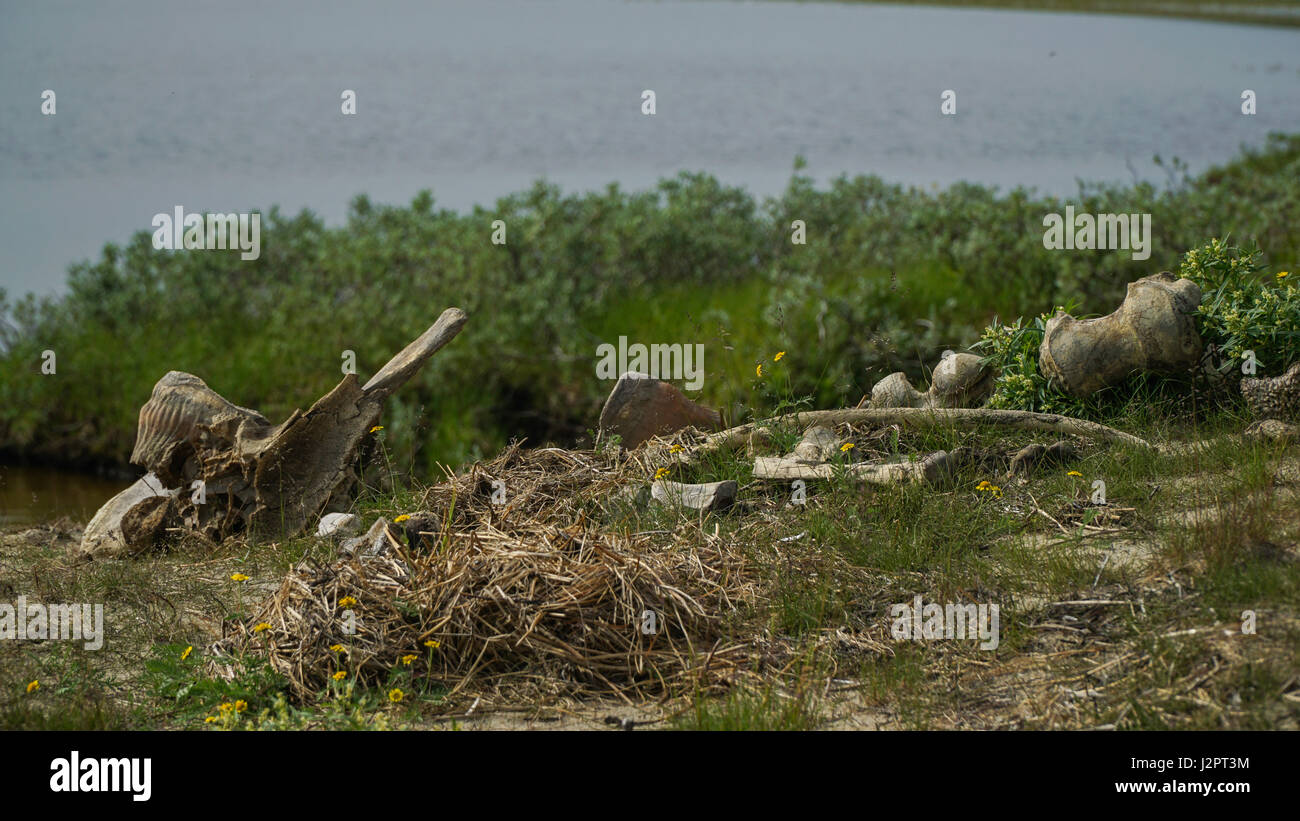 I resti di un mammut, trovato dagli allevatori di renne sulla Penisola di Yamal dopo il crollo del terreno in estate. Foto Stock
