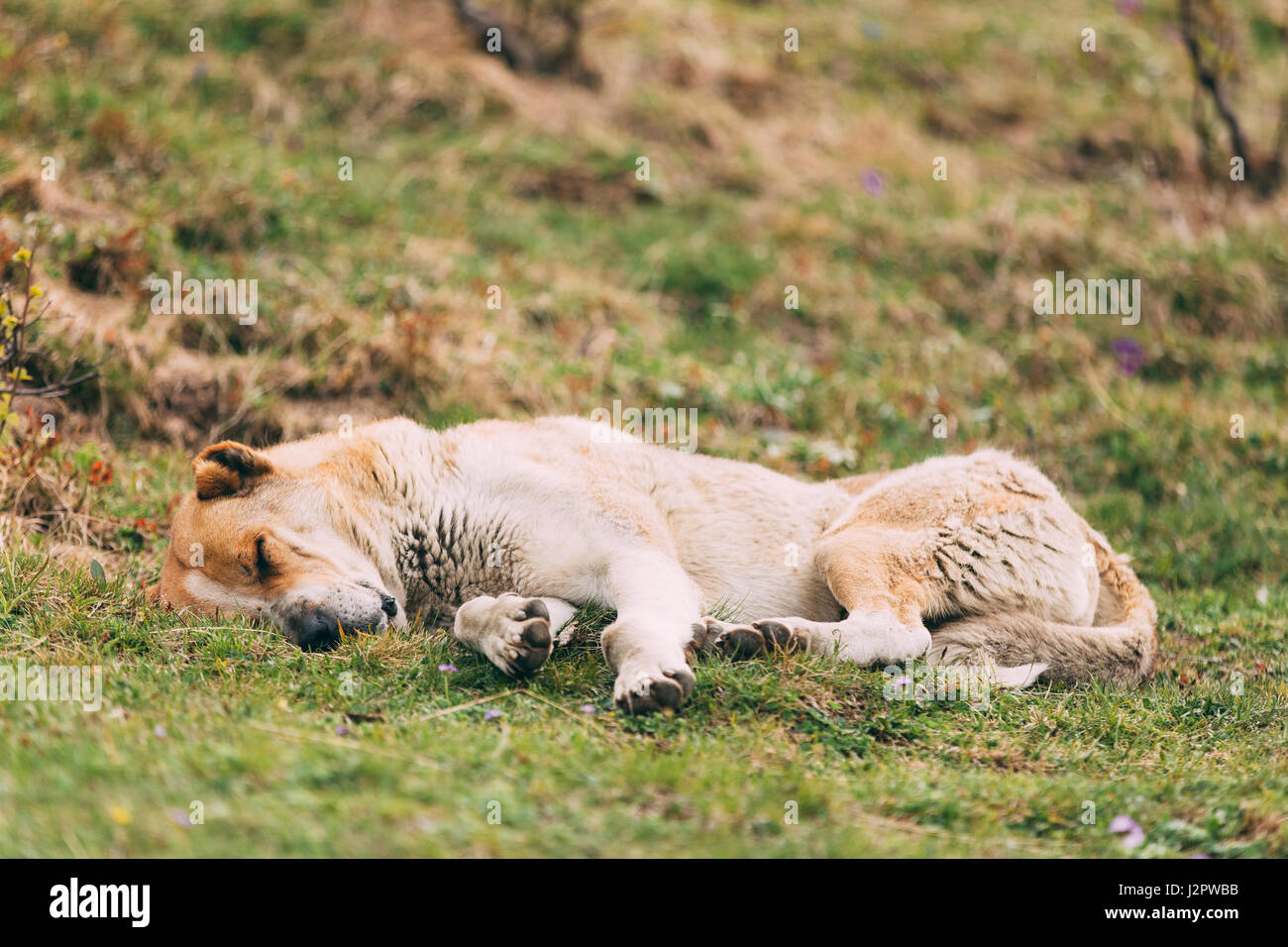 In Asia centrale il cane pastore dormendo all'aperto nelle montagne del Caucaso. Alabai - un'antica razza da regioni dell Asia centrale. Utilizzato come Pastori, un Foto Stock