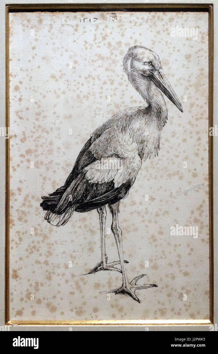La Cicogna (1515). Penna e inchiostro disegno da artista del Rinascimento tedesco Albrecht Dürer in mostra al Museo di Ixelles (Musee d'Ixelles) a Bruxelles, in Belgio. Foto Stock