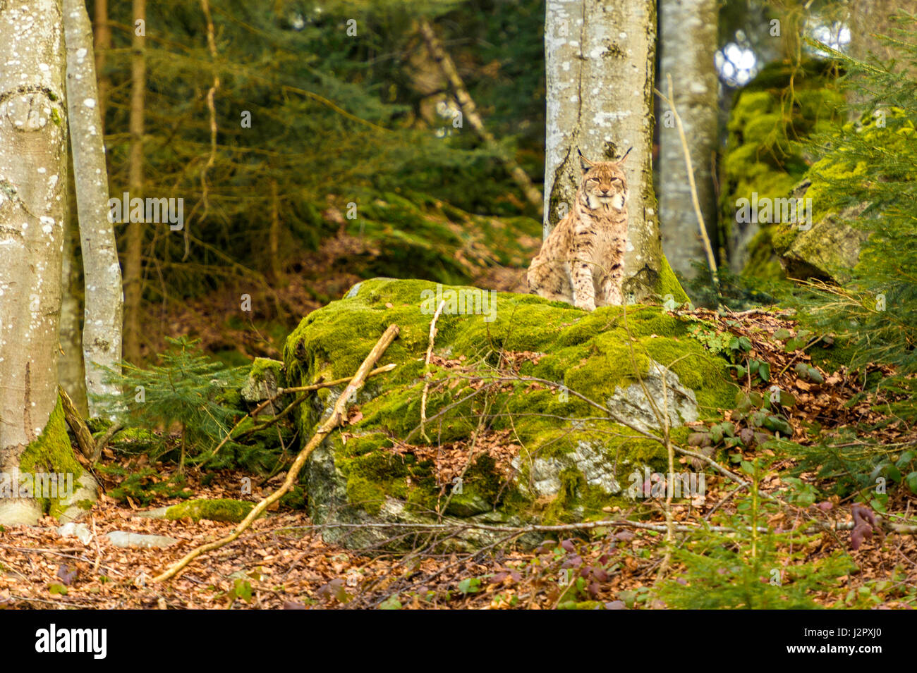 Bella euroasiatica (Lynx Lynx lynx) raffigurato seduto su un promontorio roccioso, in un bosco remoto impostazione d'inverno. Foto Stock