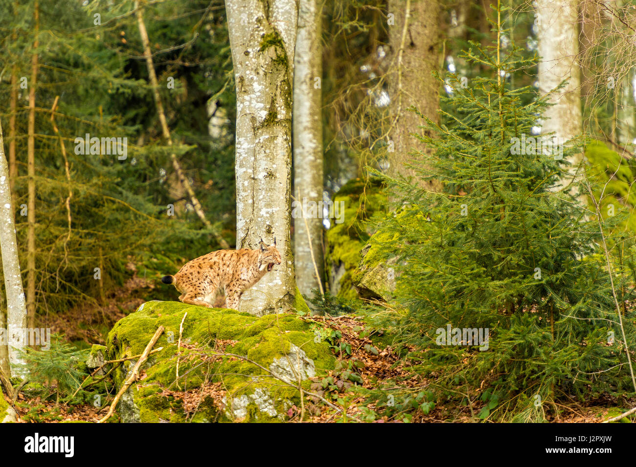 Bella euroasiatica (Lynx Lynx lynx) rappresentata a sbadigliare su uno sperone roccioso, in un bosco remoto inverno. L'impostazione. Foto Stock