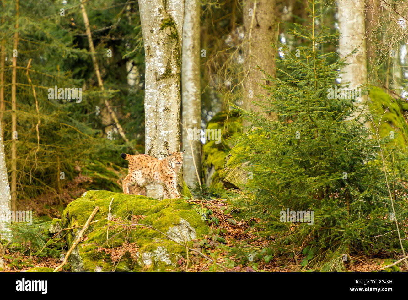 Bella euroasiatica (Lynx Lynx lynx) raffigurato lo stiramento su uno sperone roccioso, in un bosco remoto impostazione d'inverno. Foto Stock