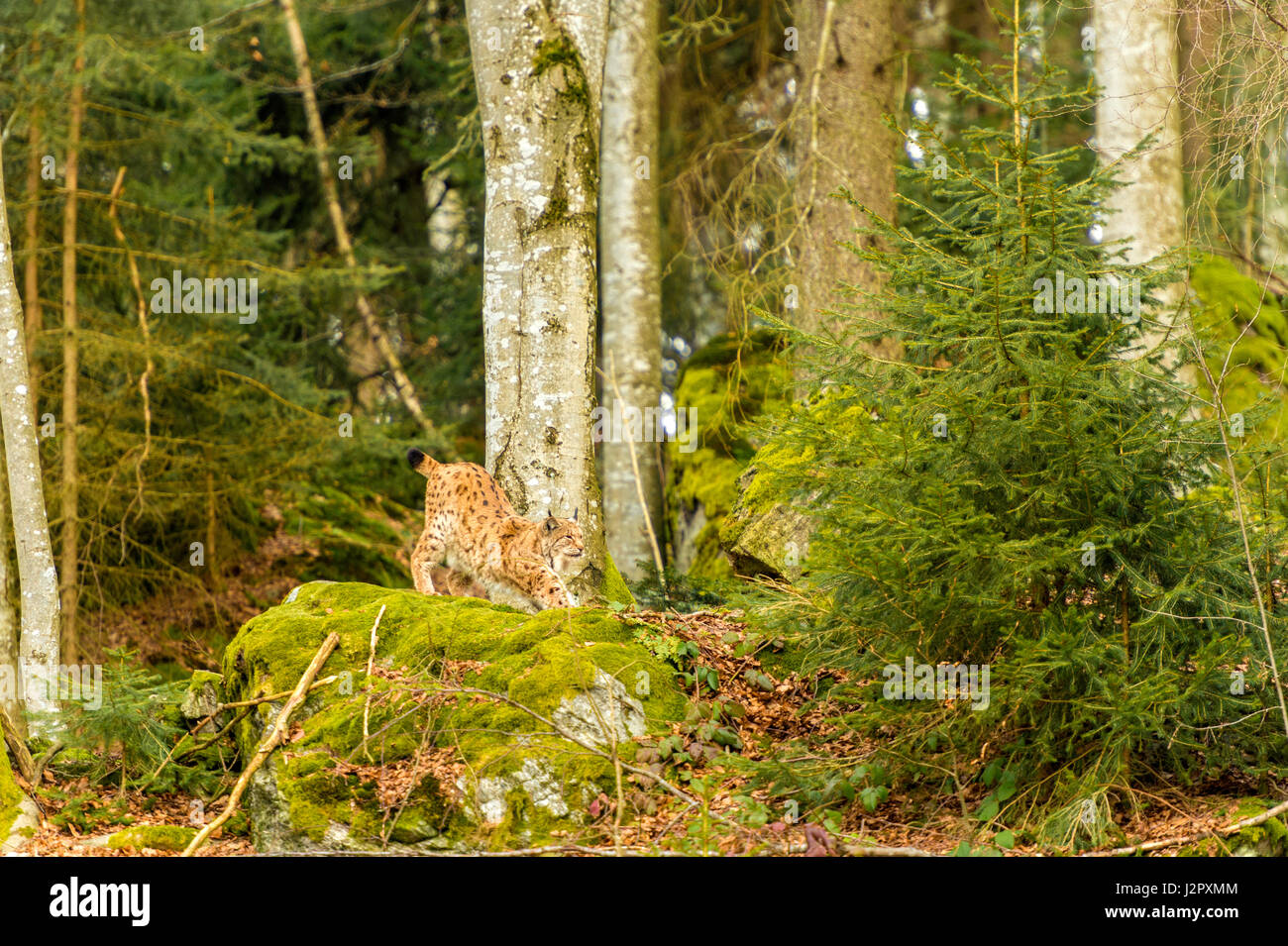 Bella euroasiatica (Lynx Lynx lynx) raffigurato lo stiramento su uno sperone roccioso, in un bosco remoto impostazione d'inverno. Foto Stock