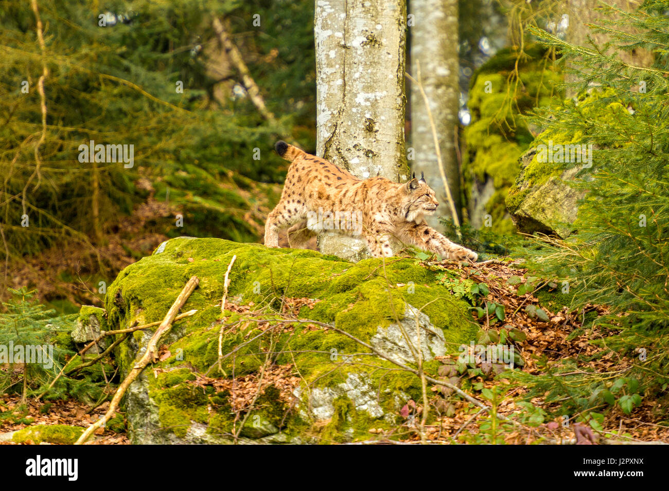 Bella euroasiatica (Lynx Lynx lynx) raffigurato lo stiramento su uno sperone roccioso, in un bosco remoto inverno. L'impostazione. Foto Stock