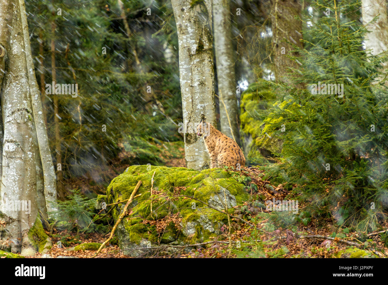 Bella euroasiatica (Lynx Lynx lynx) raffigurato seduto su un promontorio roccioso, in un bosco remoto impostazione d'inverno. Foto Stock