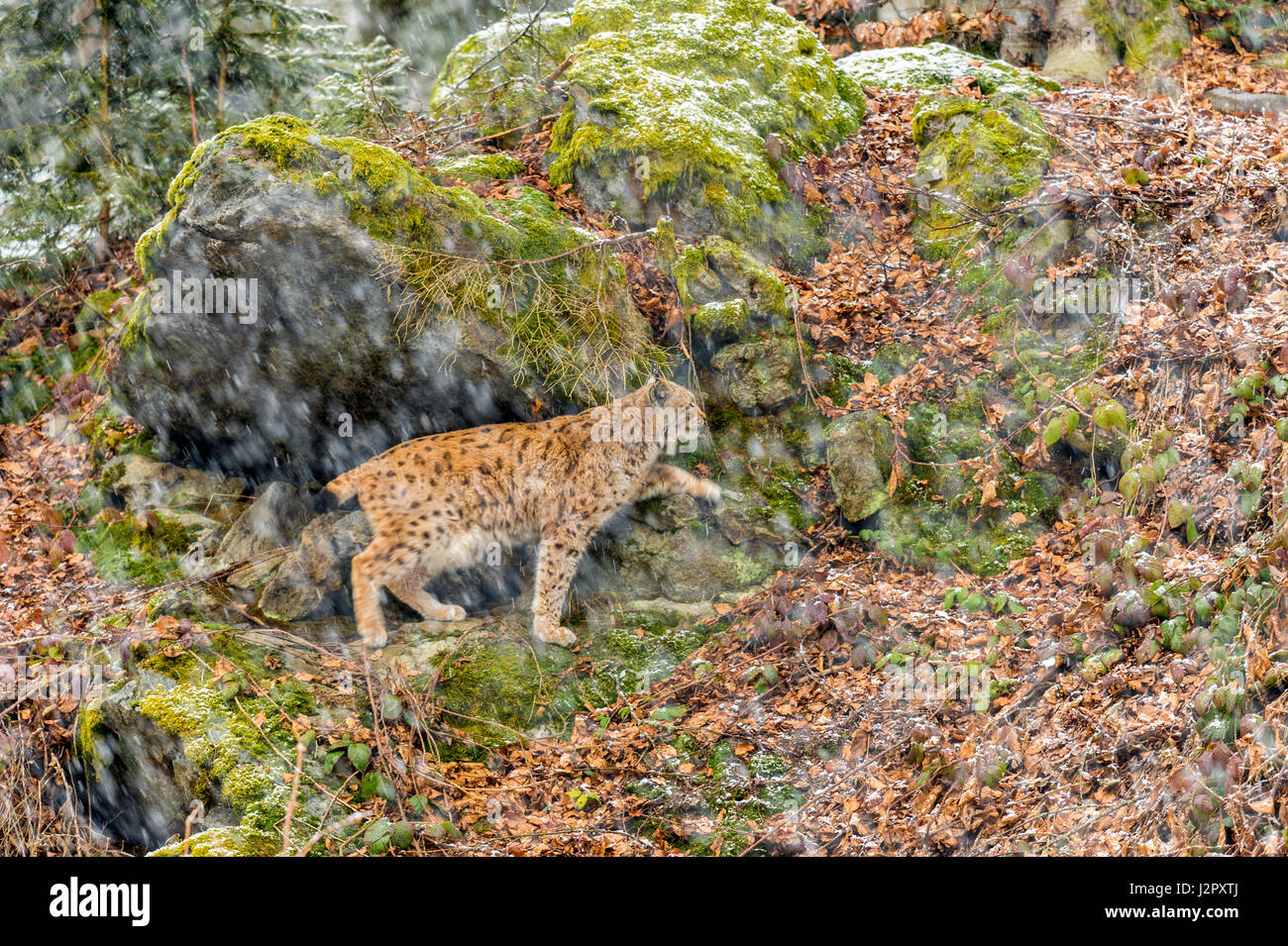 Bella euroasiatica (Lynx Lynx lynx) rappresentata rovistando in una remota foresta di bosco di impostazione in pieno inverno. Foto Stock