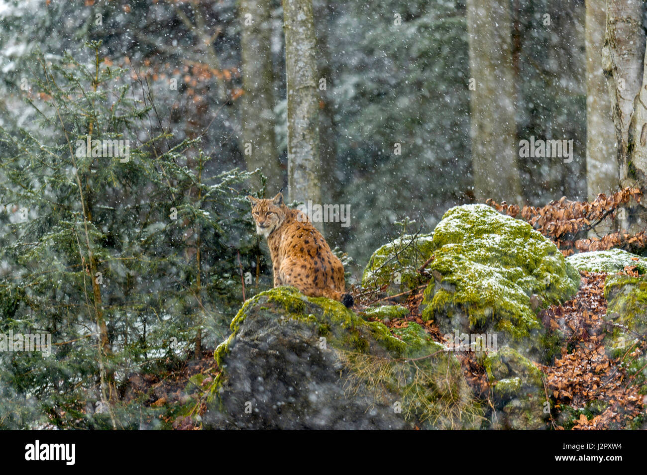 Bella euroasiatica (Lynx Lynx lynx) raffigurato seduto su un affioramento roccioso sorveglia la sua coperta di neve i dintorni in un bosco remoto inverno. L'impostazione. Foto Stock