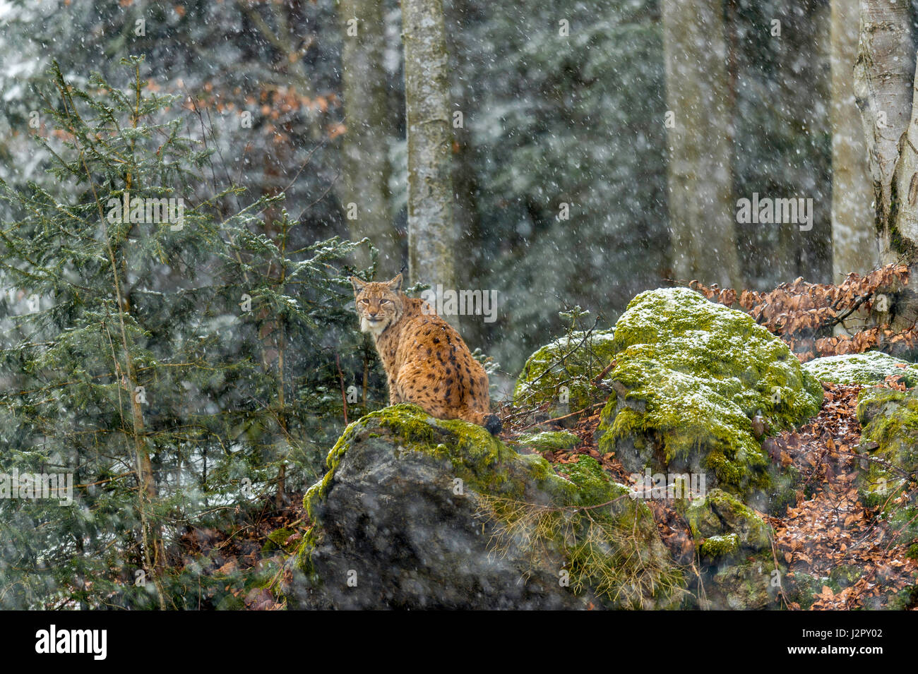 Bella euroasiatica (Lynx Lynx lynx) raffigurato seduto su un affioramento roccioso sorveglia la sua coperta di neve i dintorni in un bosco remoto inverno. L'impostazione. Foto Stock