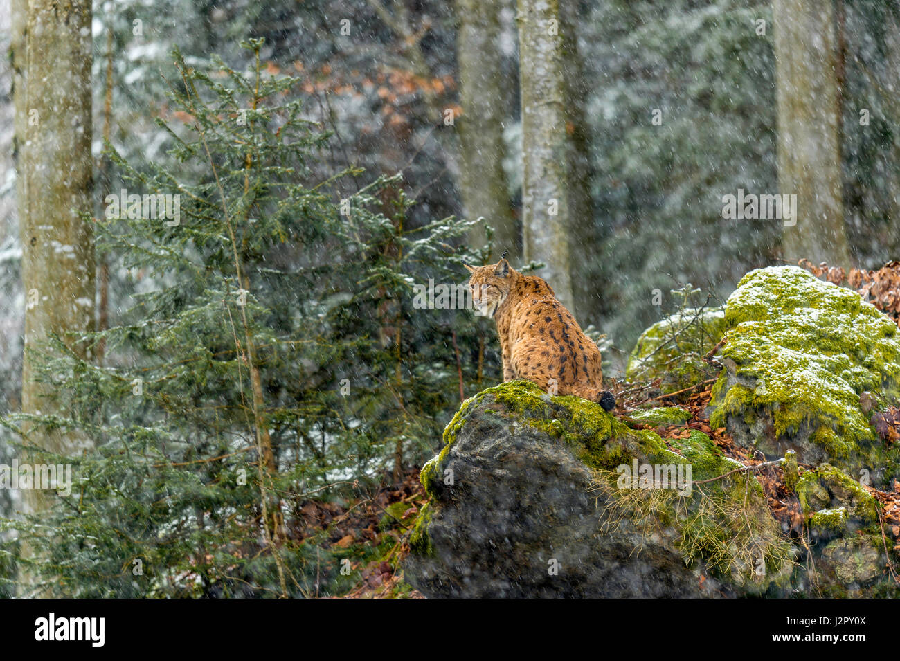 Bella euroasiatica (Lynx Lynx lynx) raffigurato seduto su un affioramento roccioso sorveglia la sua coperta di neve i dintorni in un bosco remoto impostazione d'inverno. Foto Stock