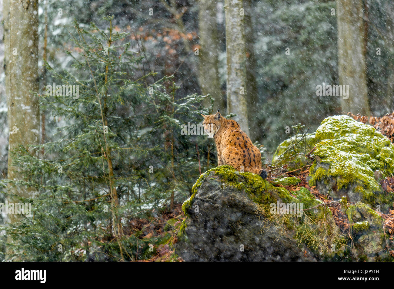Bella euroasiatica (Lynx Lynx lynx) raffigurato seduto su un affioramento roccioso sorveglia la sua coperta di neve i dintorni in un bosco remoto impostazione d'inverno. Foto Stock