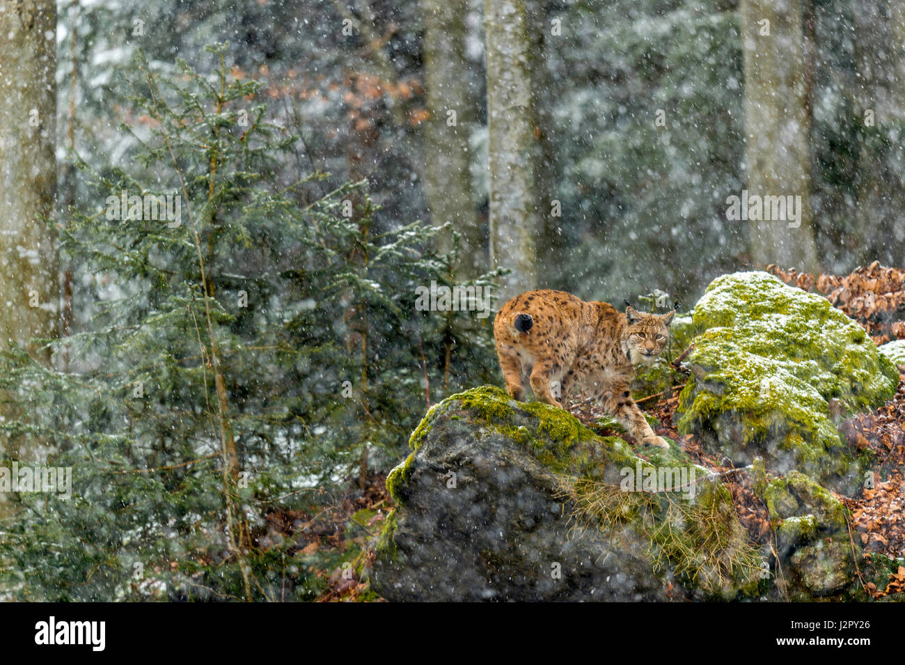 Bella euroasiatica (Lynx Lynx lynx) rappresentata rovistando in una remota foresta di bosco di impostazione in pieno inverno. Foto Stock