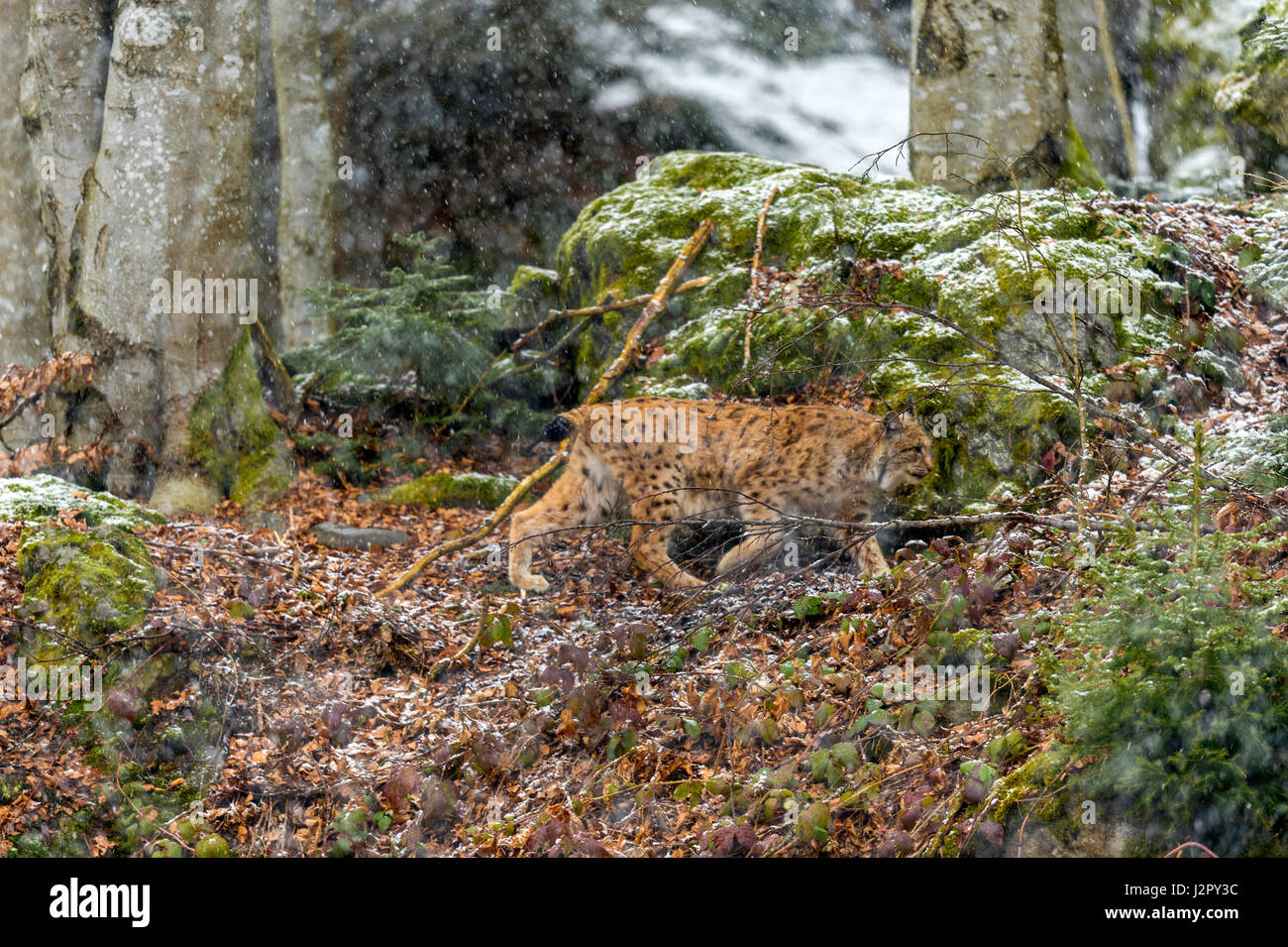Bella euroasiatica (Lynx Lynx lynx) rappresentata rovistando in una remota foresta di bosco di impostazione in pieno inverno. Foto Stock