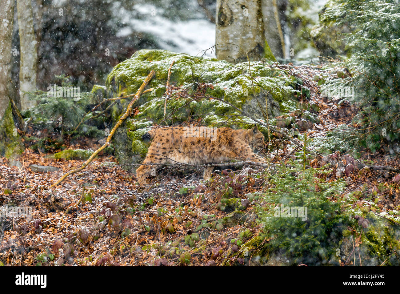Bella euroasiatica (Lynx Lynx lynx) rappresentata rovistando in una remota foresta di bosco impostazione nella metà inverno Foto Stock