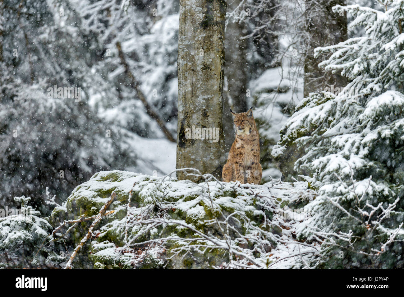 Bella euroasiatica (Lynx Lynx lynx) raffigurato seduto su un affioramento roccioso sorveglia la sua coperta di neve i dintorni in un bosco remoto impostazione d'inverno. Foto Stock