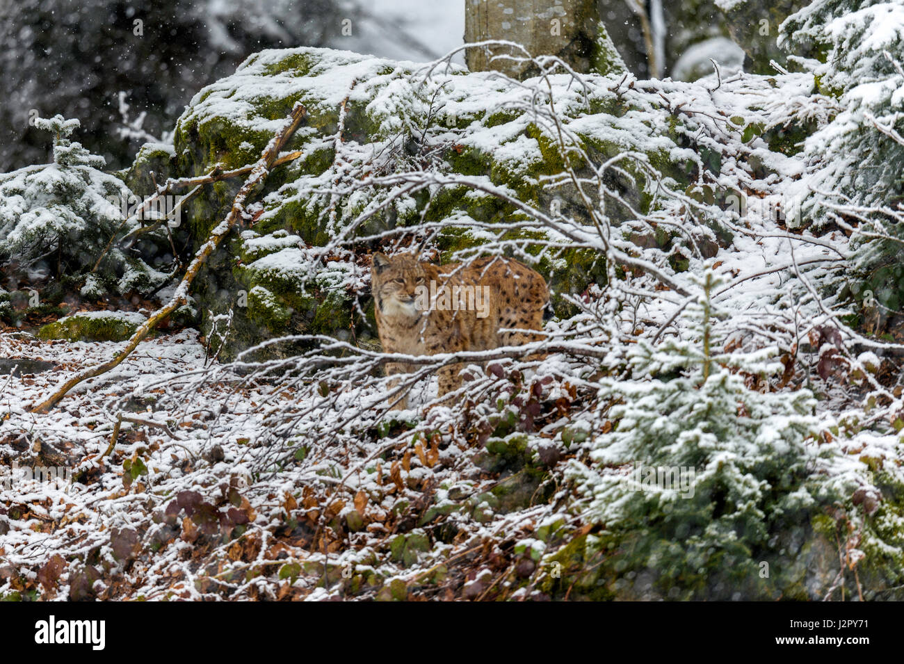 Bella euroasiatica (Lynx Lynx lynx) rappresentata rovistando in una remota foresta di bosco di impostazione in pieno inverno. Foto Stock