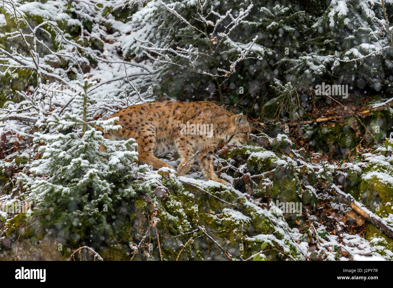 Bella euroasiatica (Lynx Lynx lynx) rappresentata rovistando in una remota foresta di bosco di impostazione in pieno inverno. Foto Stock