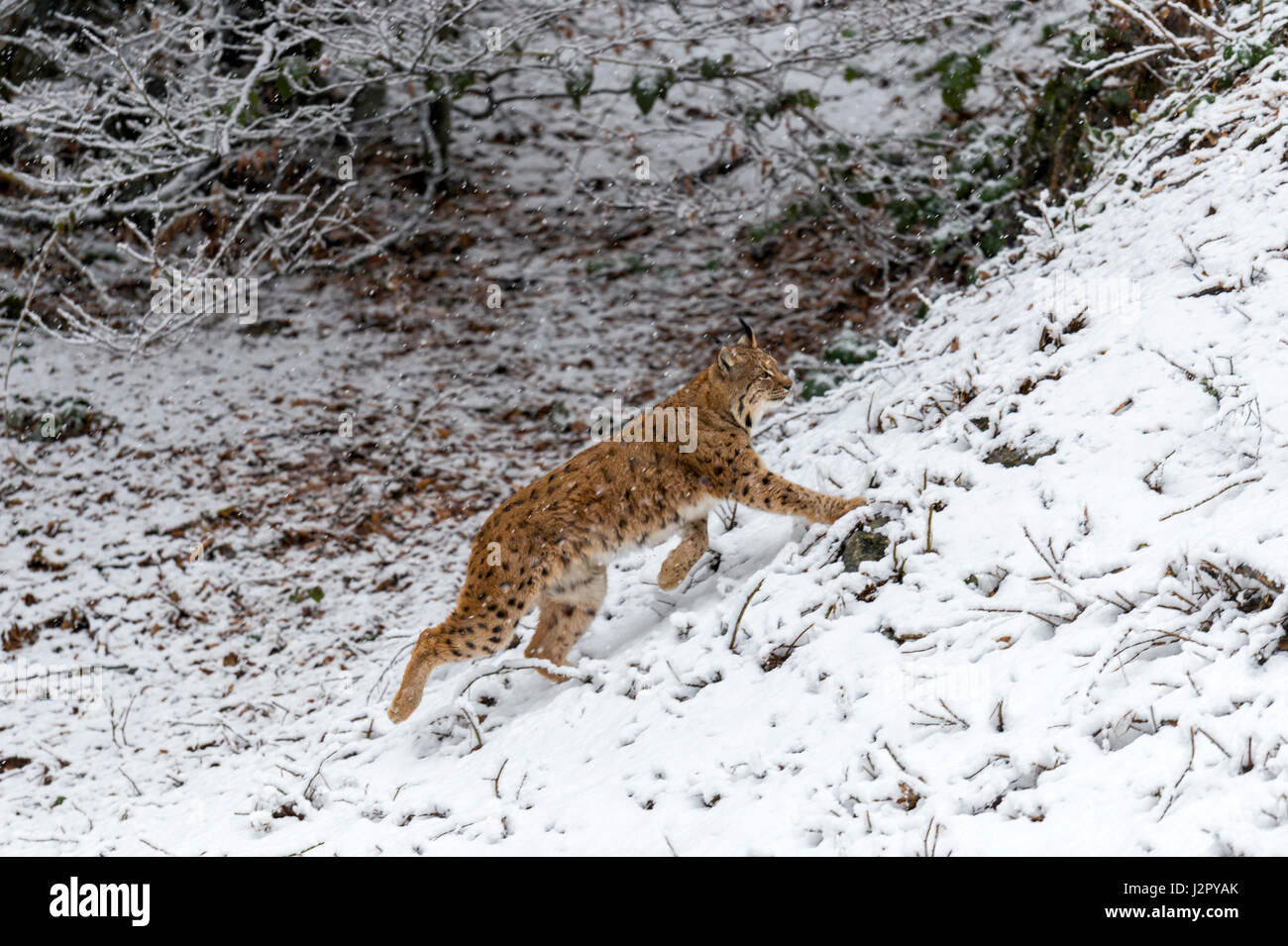 Bella euroasiatica (Lynx Lynx lynx) rappresentata rovistando in una remota foresta di bosco di impostazione in pieno inverno. Foto Stock