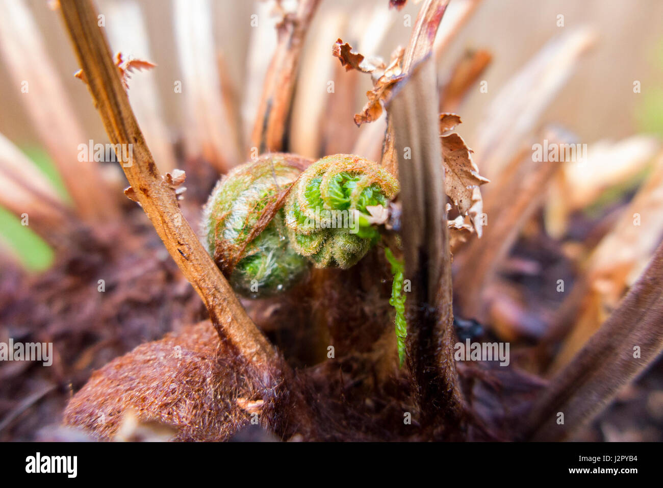 La nuova crescita di germogli / frond / fronde in primavera su un Tasmanian Treefern / tree fern - Dicksonia antartide - che è stato raccolto dalla Tasmania. Australia. Foto Stock