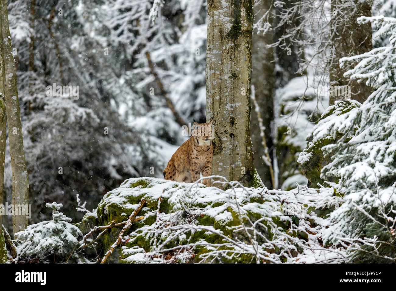 Bella euroasiatica (Lynx Lynx lynx) raffigurato seduto su un affioramento roccioso sorveglia la sua coperta di neve i dintorni in un bosco remoto impostazione d'inverno. Foto Stock