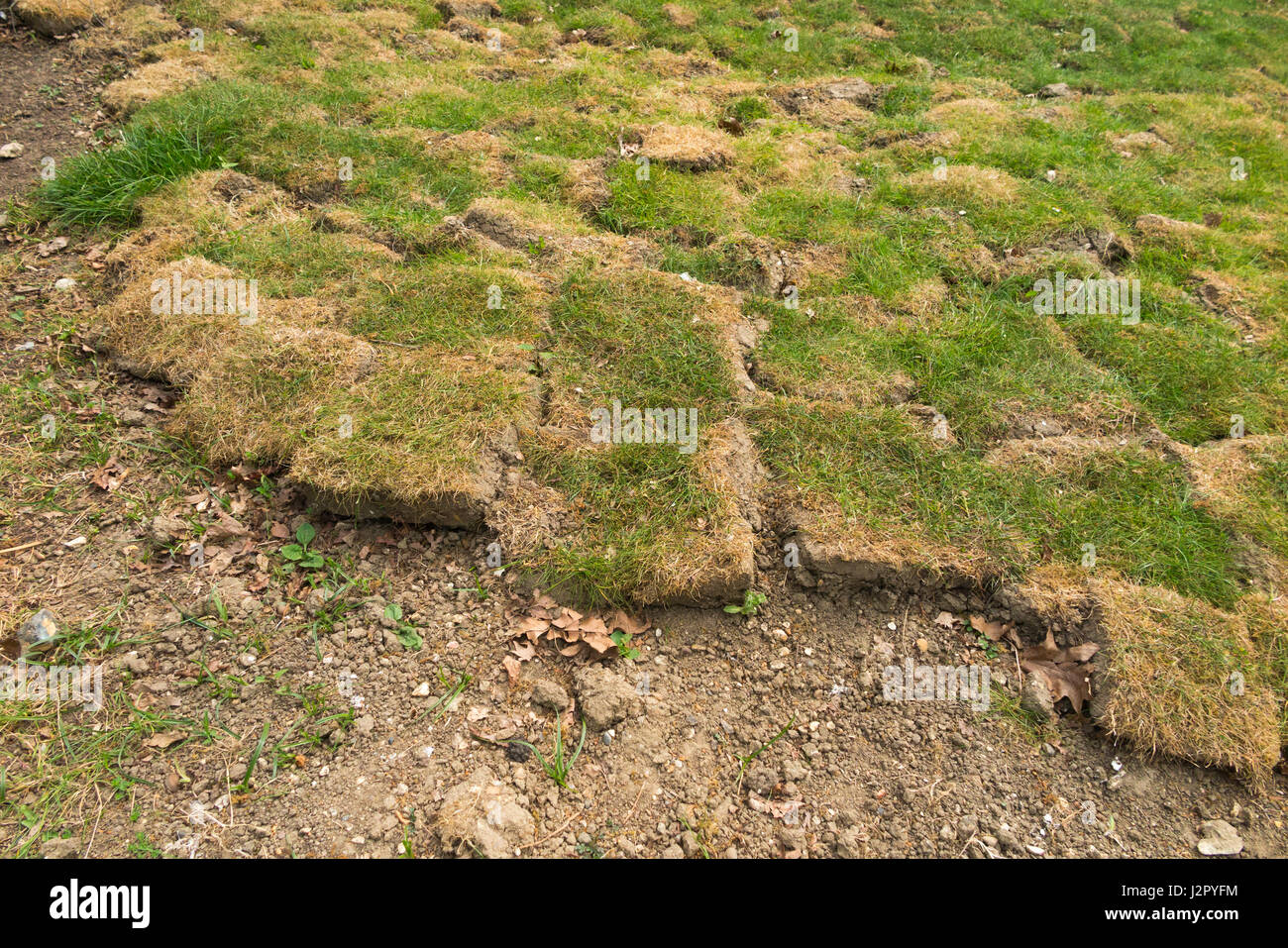 Molto male di cui turf / erba / prato che non ha legato con il terreno pietroso / suolo al di sotto ed è cresciuta nella patch. Regno Unito. Foto Stock