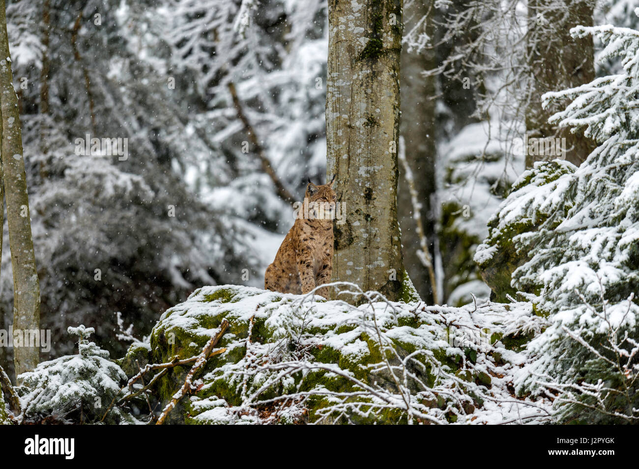 Bella euroasiatica (Lynx Lynx lynx) raffigurato seduto su un affioramento roccioso sorveglia la sua coperta di neve i dintorni in un bosco remoto impostazione d'inverno. Foto Stock